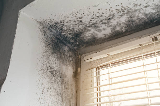 Affordable Mold Removal solutions in Morris Plains, NJ